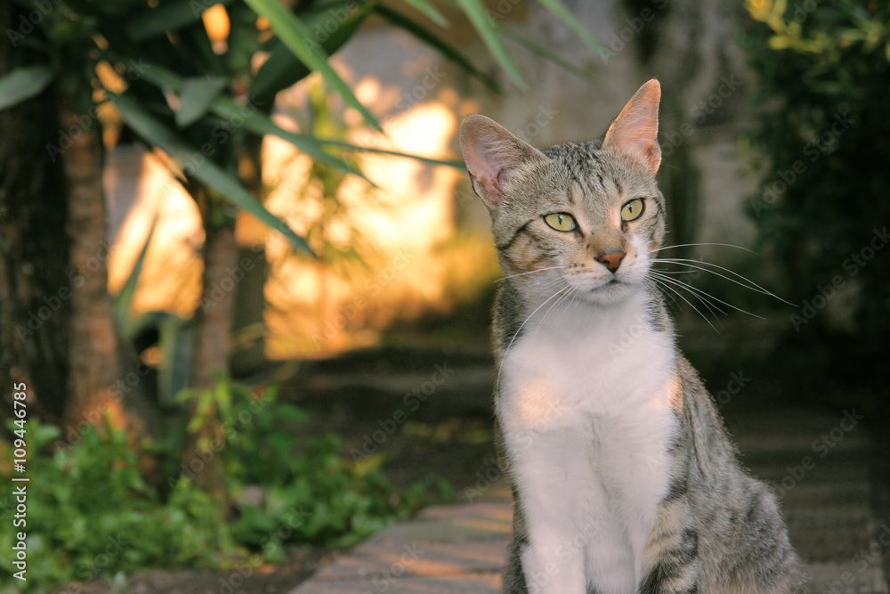 Obraz premium il gatto pensatore