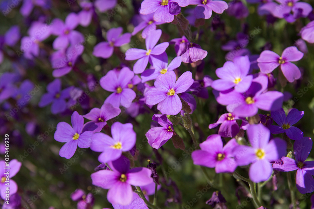 Fleurs couvre sol