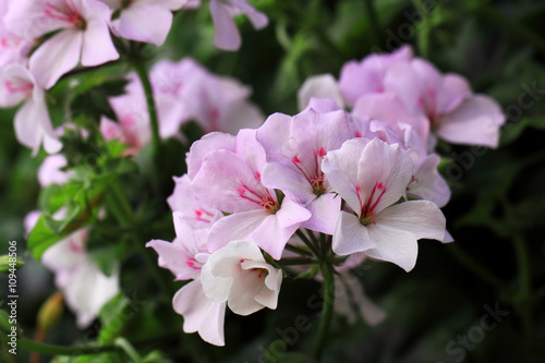 Fototapeta Naklejka Na Ścianę i Meble -  Light pink Geraniums flowers 
