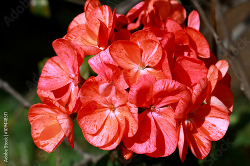 Fototapeta Naklejka Na Ścianę i Meble -  Red Geraniums dotted flowers