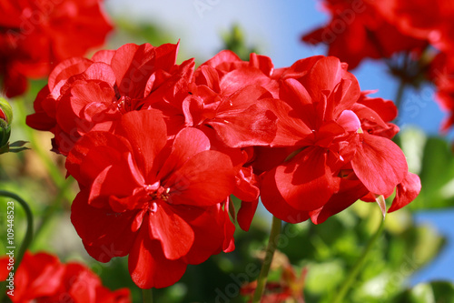 Fototapeta Naklejka Na Ścianę i Meble -  Red Geraniums flowers