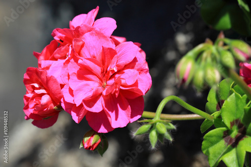 Fototapeta Naklejka Na Ścianę i Meble -  Dark pink Geraniums flower
