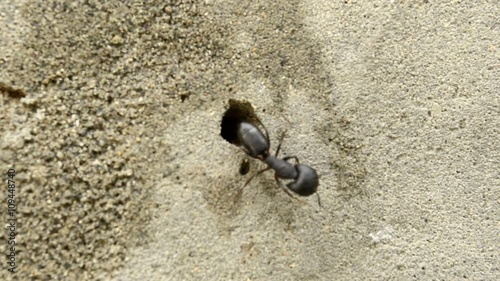 Carpenter ant comes out and goes back in the hole photo