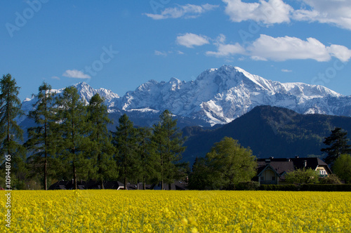 Rapsfeld mit Berglandschaft