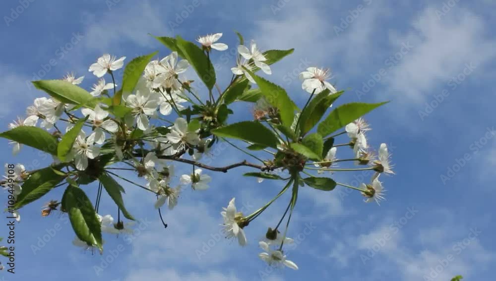 Flowering Cherry.
The movement of clouds makes the video more dynamic and attractive. Flowering Cherry.
The movement of clouds makes the video more dynamic and attractive.