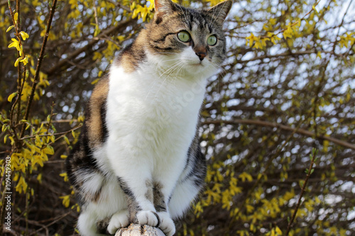 Eine kleine Katze sieht im Abendlicht auf einem Zaunpfahl photo