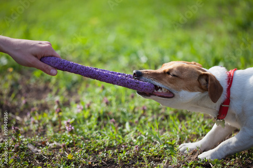 Fototapeta Naklejka Na Ścianę i Meble -  Jack Russell terrier dog playing with puller toy