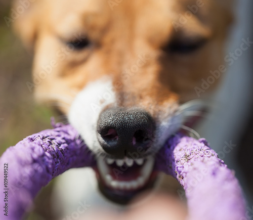 Fotografie Jack Russell terrier dog playing with puller toy