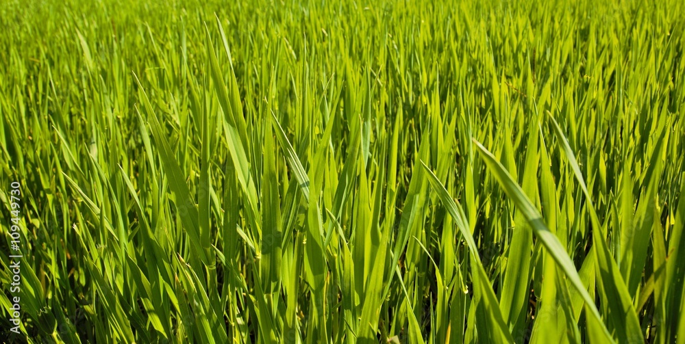 Gras Gras