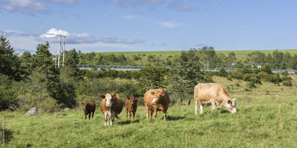 Fototapeta premium Limousin beef cattle