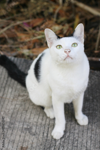 white cat on concrete floor background © cocorattanakorn