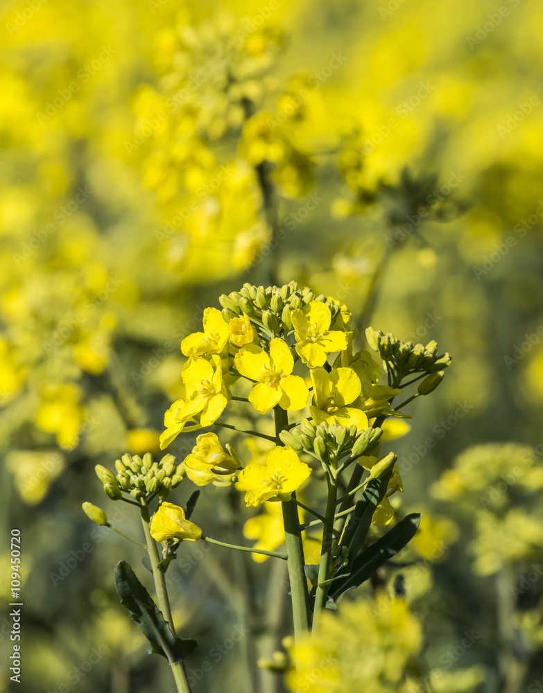 rape plant (canola, rapeseed) in detail on field rape plant (canola, rapeseed) in detail on field