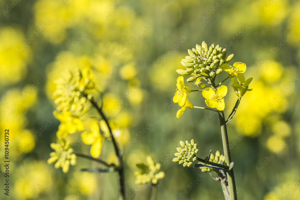 rape plant (canola, rapeseed) in detail on field rape plant (canola, rapeseed) in detail on field