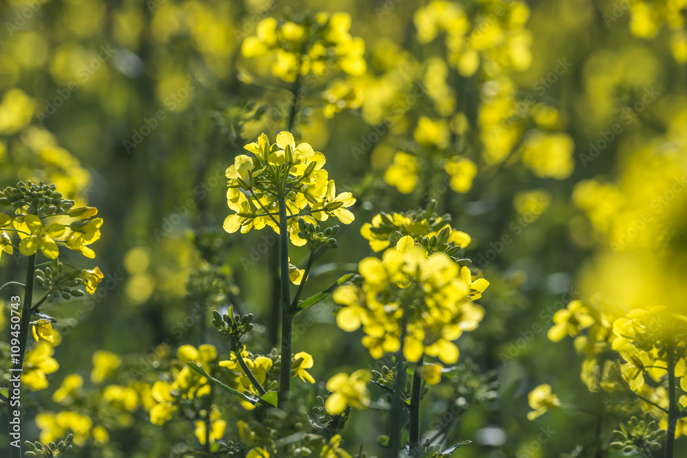 rape plant (canola, rapeseed) in detail on field rape plant (canola, rapeseed) in detail on field