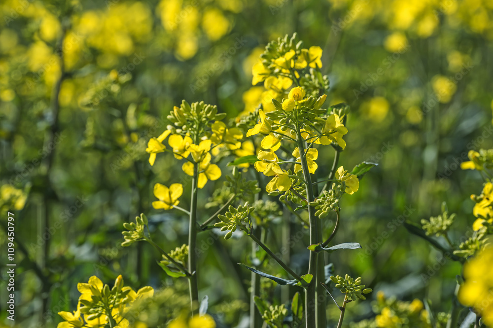 rape plant (canola, rapeseed) in detail on field rape plant (canola, rapeseed) in detail on field