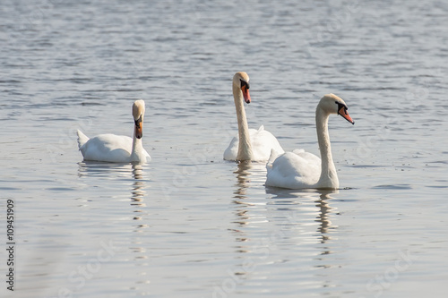 3 white beautiful Swans on the lake