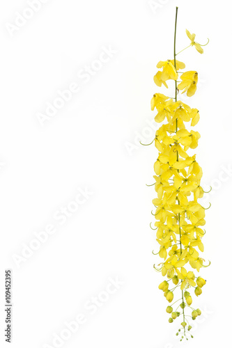 Fototapeta Naklejka Na Ścianę i Meble -  yellow Golden shower ,Cassia fistula flower isolate on white bac