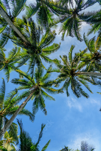 Palm trees in tropical forest