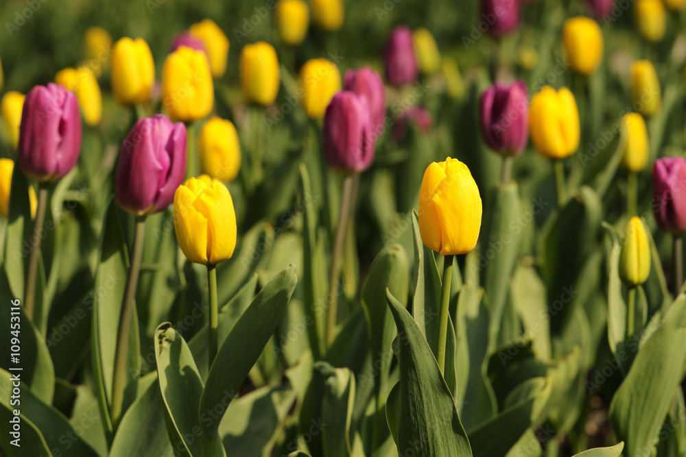 Obraz premium Yellow and purple tulip flowers in sunlight