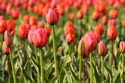 Red tulip flowers in sunlight