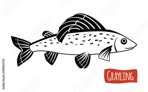 Grayling, vector cartoon illustration