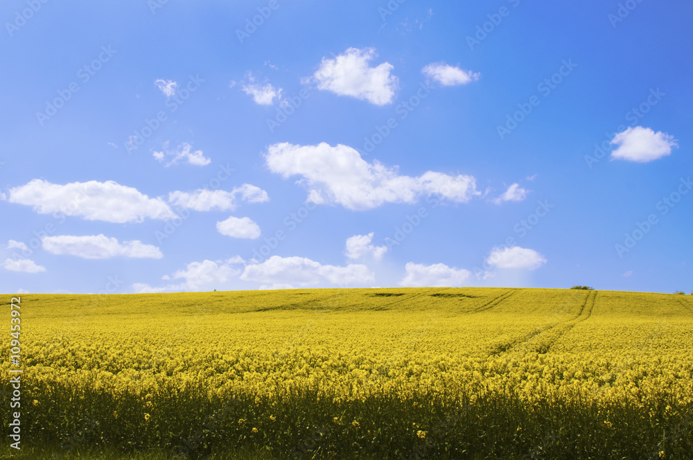 Gelbe Rapsfelder in der Sonne mit blauem Himmel und Wolken als eye-catcher in ländlichem Gebiet. Sommerfarben im Agrarland, Rapsanbau in Rapsfeldern.