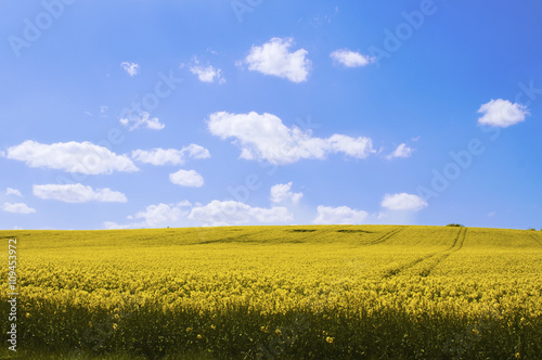 Gelbe Rapsfelder in der Sonne mit blauem Himmel und Wolken als eye-catcher in ländlichem Gebiet. Sommerfarben im Agrarland, Rapsanbau in Rapsfeldern.