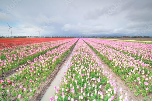 red and pink tulip field and windmill turbine photo