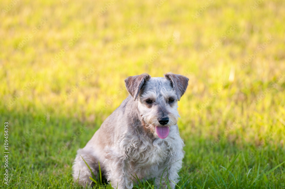 Adorable schnauzer dog sitting in grass. Adorable schnauzer dog sitting in grass.