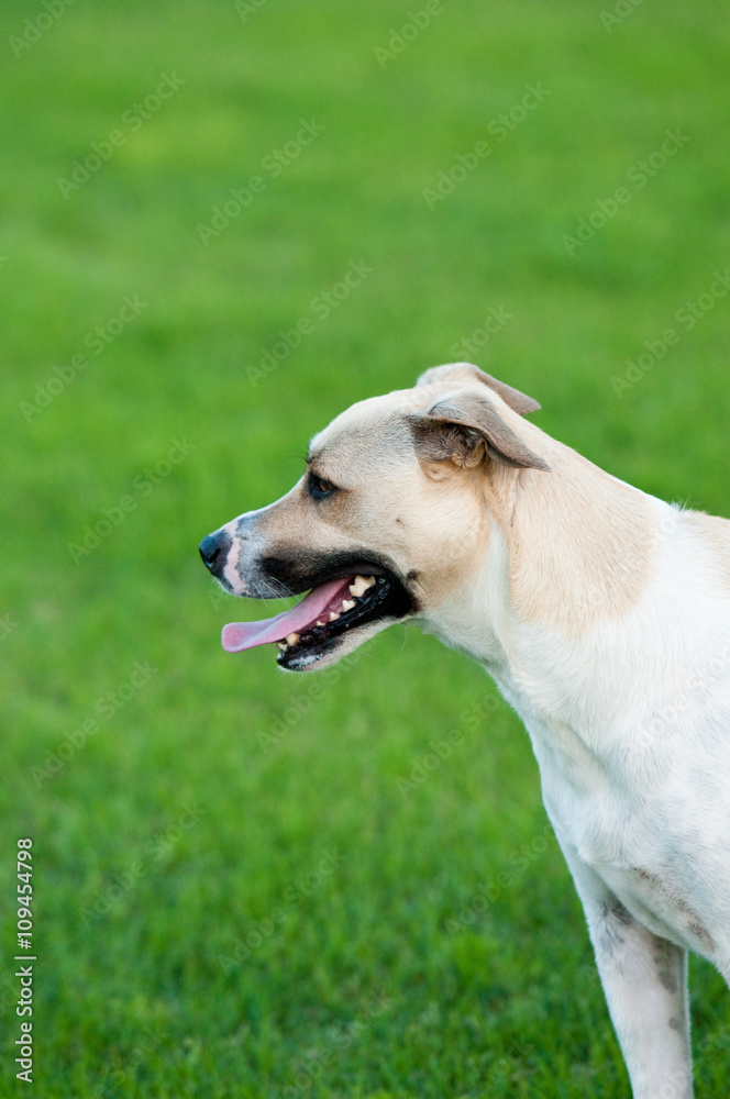 Tan and white dog outdoors with green grass looking sideways.