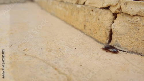 Female desert sand cockroach aka Arenivaga africana moving fast on pavement - slow motion. photo