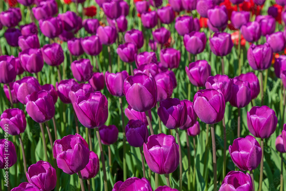 tulips, flower-bed with tulips blossoming in different shapes an tulips, flower-bed with tulips blossoming in different shapes an
