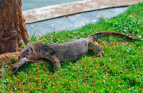 Monitor lizard eating catfish  in Lumphini Park in central Bangkok  Thailand