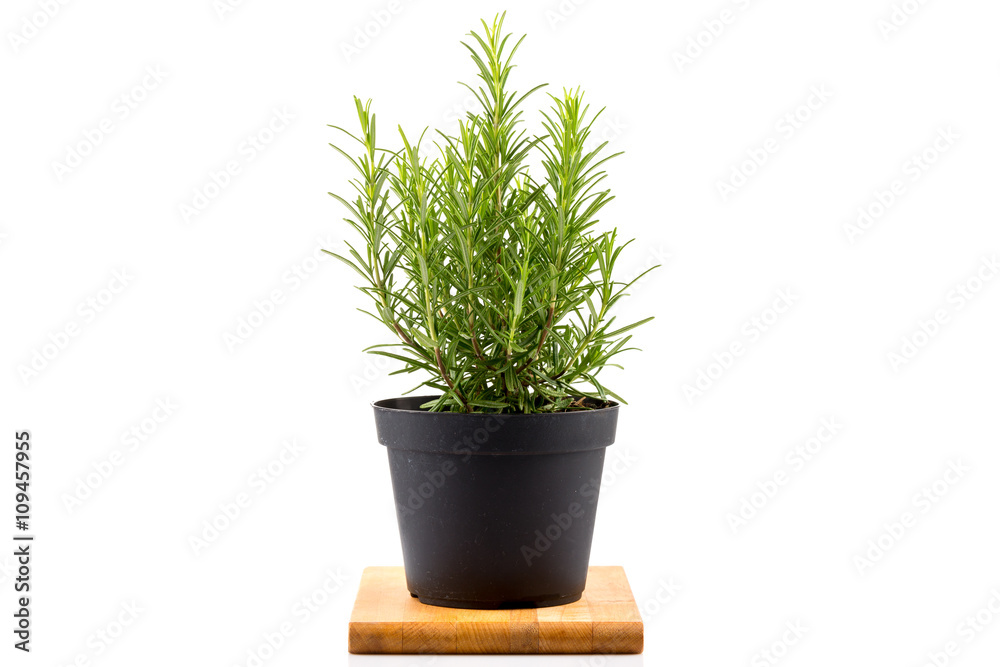 rosemary inside a black pot