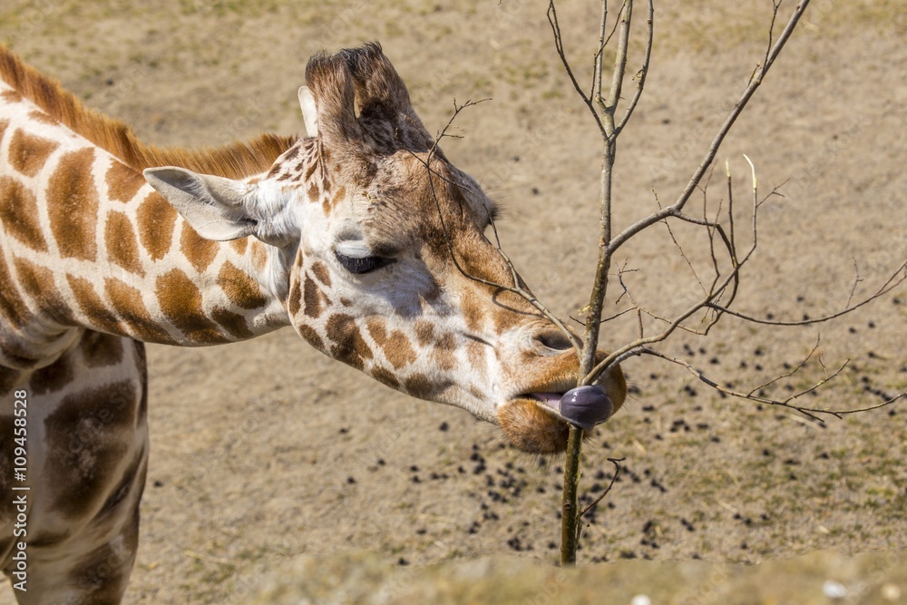 Obraz premium Giraffe