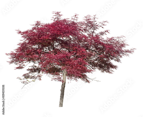 Acer, Japanese maple ornamental tree isolated on white.