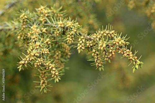 Blühender männlicher Wacholder (Juniperus communis)