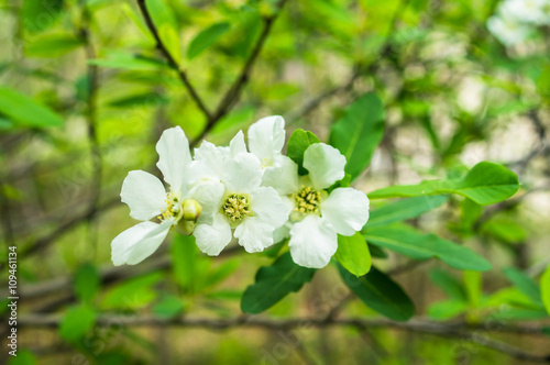 Spring time garden