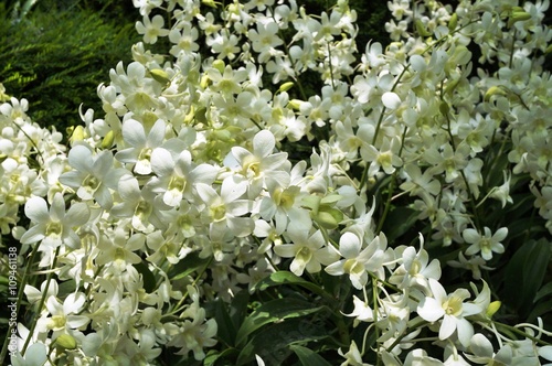 Fototapeta Naklejka Na Ścianę i Meble -  White Dendrobium orchid flowers