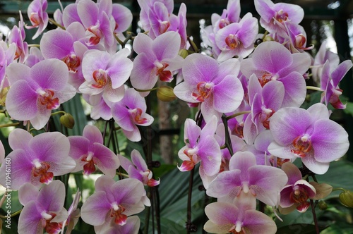 A pink and white phalaenopsis moth orchid flower in bloom