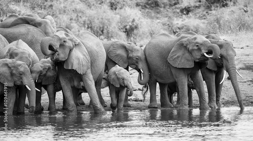 Fototapeta premium Large elephant herd stand and drink at edge of a water hole