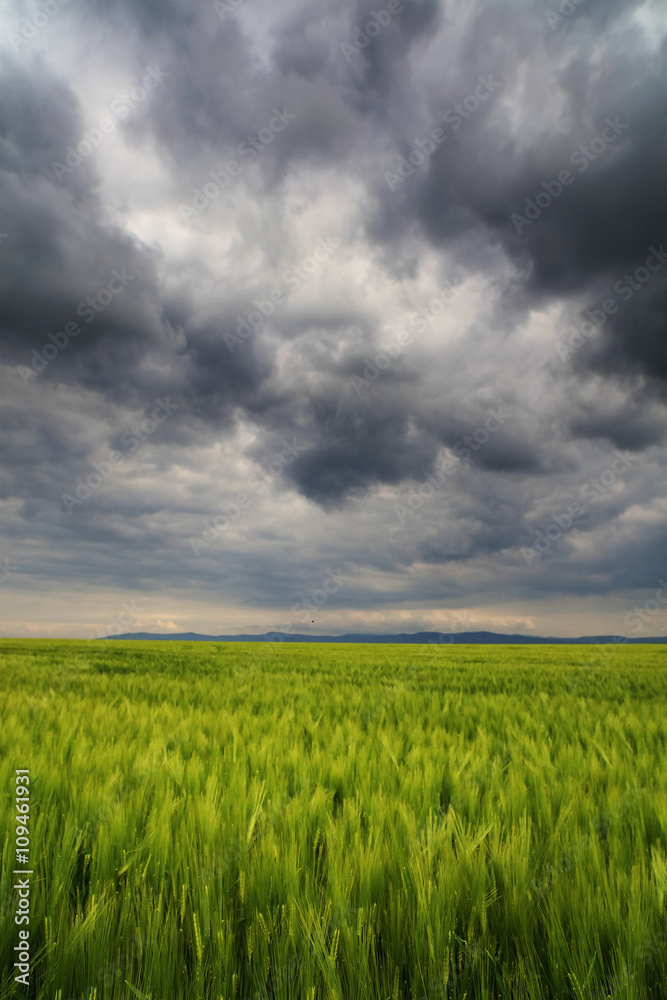 Image of a green wheat field with stormy clouds background