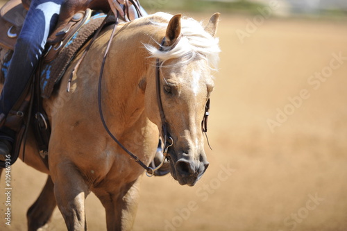 A front view of a rider and horse running ahead © PROMA