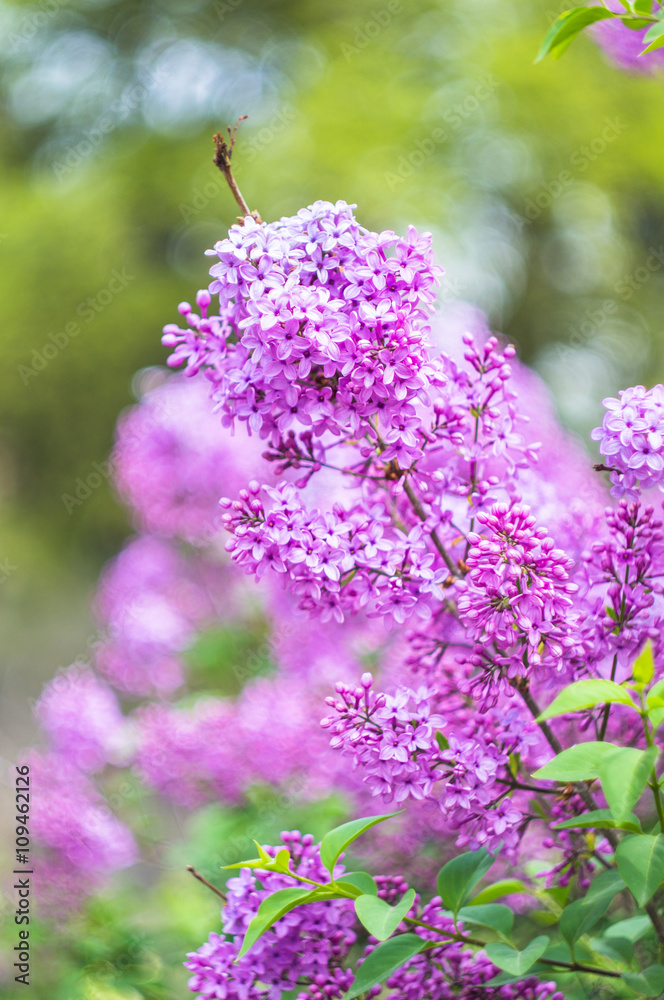 Obraz premium Spring time garden