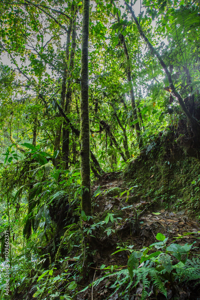 Path in the rainforest, Ecuador west of the Andes, Choco Path in the rainforest, Ecuador west of the Andes, Choco