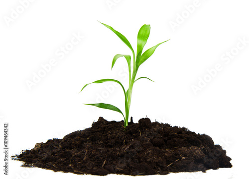 plant with green leaves, and land on the white background