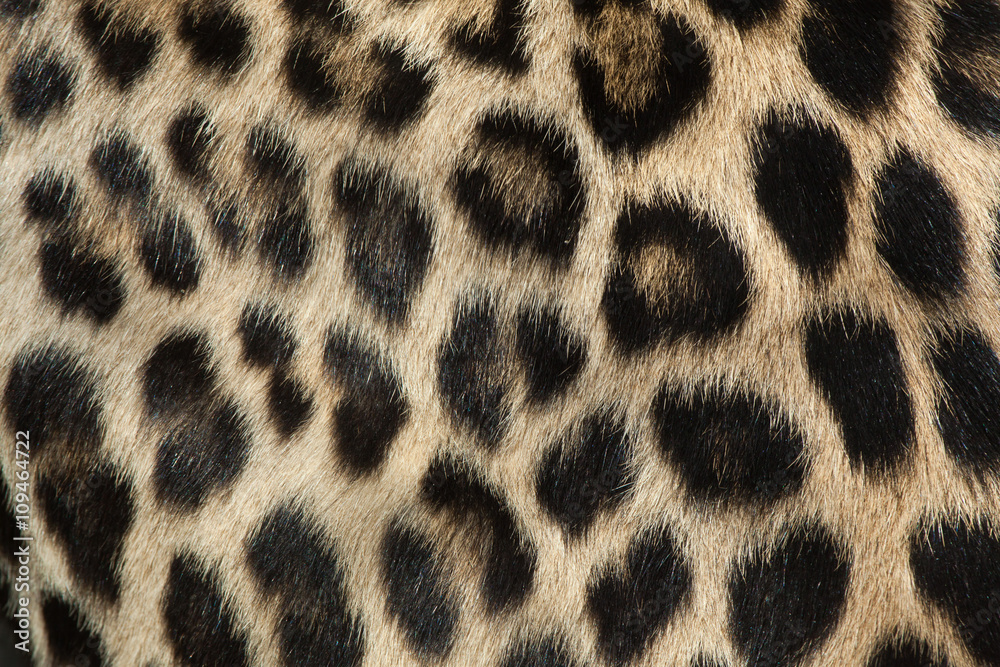 Naklejka premium Persian leopard (Panthera pardus saxicolor). Fur texture.