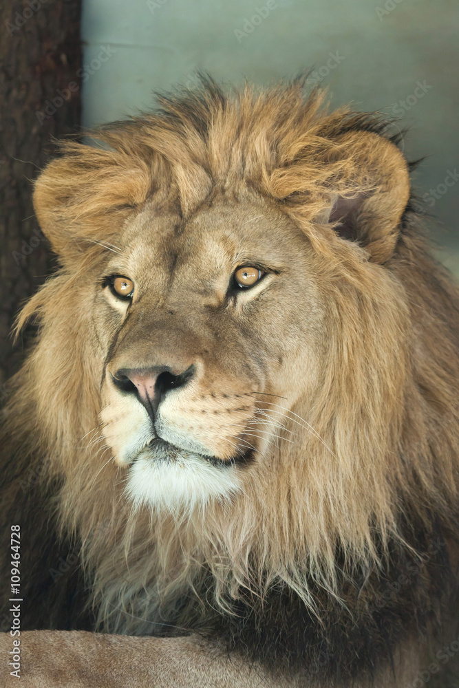 Lion (Panthera leo).