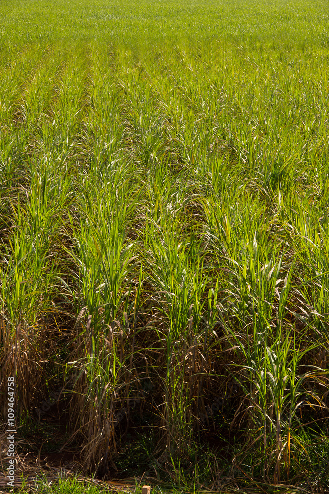 Fototapeta premium Sugar Cane Plantation