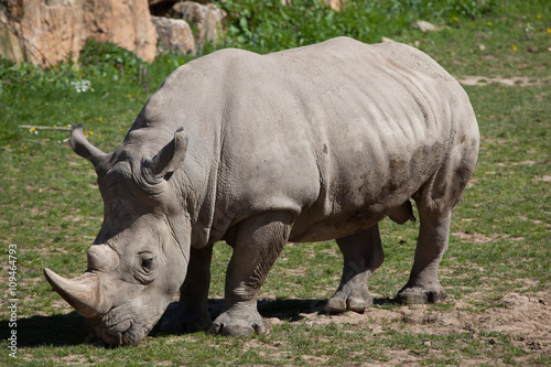 Southern white rhinoceros (Ceratotherium simum simum).